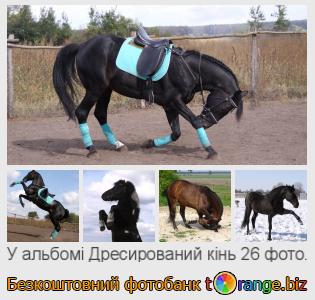 Фотобанк tOrange пропонує безкоштовні фото з розділу:  дресирований-кінь