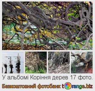 Фотобанк tOrange пропонує безкоштовні фото з розділу:  коріння-дерев