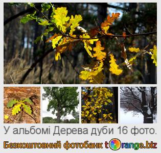 Фотобанк tOrange пропонує безкоштовні фото з розділу:  дерева-дуби