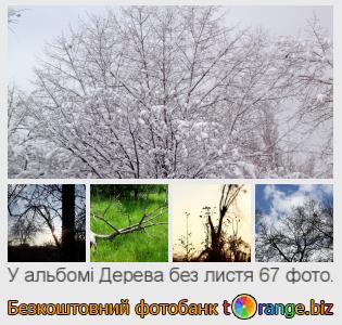 Фотобанк tOrange пропонує безкоштовні фото з розділу:  дерева-без-листя