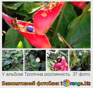 Фотобанк tOrange пропонує безкоштовні фото з розділу:  тропічна-рослинність