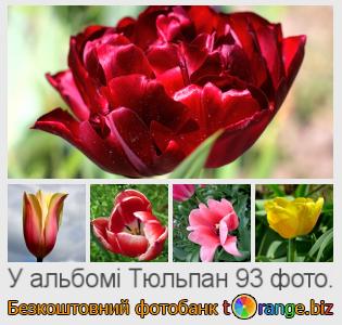 Фотобанк tOrange пропонує безкоштовні фото з розділу:  тюльпан