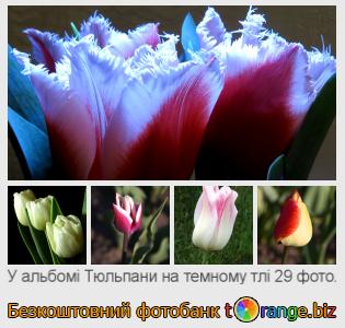Фотобанк tOrange пропонує безкоштовні фото з розділу:  тюльпани-на-темному-тлі