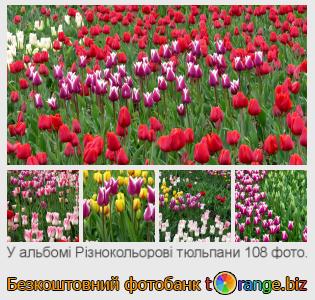 Фотобанк tOrange пропонує безкоштовні фото з розділу:  різнокольорові-тюльпани