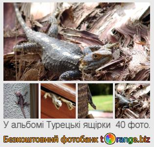 Фотобанк tOrange пропонує безкоштовні фото з розділу:  турецькі-ящірки