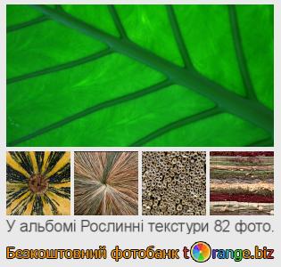 Фотобанк tOrange пропонує безкоштовні фото з розділу:  рослинні-текстури