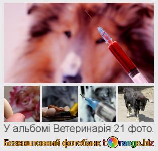 Фотобанк tOrange пропонує безкоштовні фото з розділу:  ветеринарія