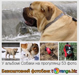 Фотобанк tOrange пропонує безкоштовні фото з розділу:  собаки-на-прогулянці