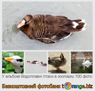 Фотобанк tOrange пропонує безкоштовні фото з розділу:  водоплавні-птахи-в-зоопарку