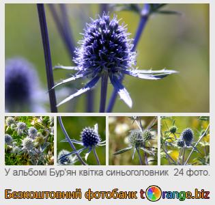 Фотобанк tOrange пропонує безкоштовні фото з розділу:  бурян-квітка-синьоголовник