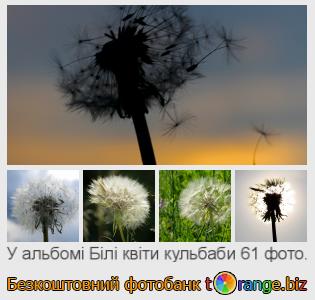 Фотобанк tOrange пропонує безкоштовні фото з розділу:  білі-квіти-кульбаби