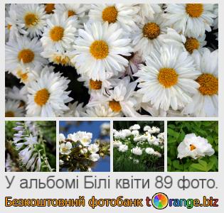 Фотобанк tOrange пропонує безкоштовні фото з розділу:  білі-квіти