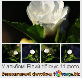 Фотобанк tOrange пропонує безкоштовні фото з розділу:  білий-гібіскус