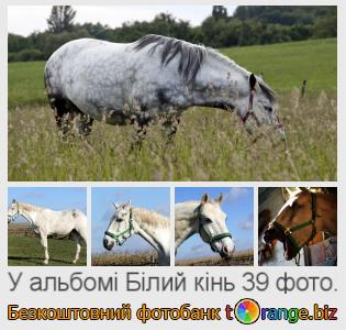 Фотобанк tOrange пропонує безкоштовні фото з розділу:  білий-кінь