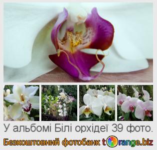 Фотобанк tOrange пропонує безкоштовні фото з розділу:  білі-орхідеї