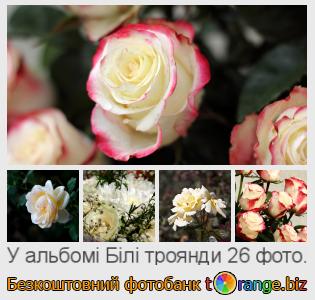 Фотобанк tOrange пропонує безкоштовні фото з розділу:  білі-троянди