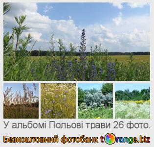 Фотобанк tOrange пропонує безкоштовні фото з розділу:  польові-трави