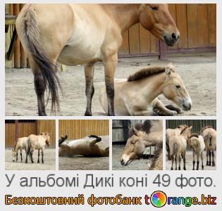 Фотобанк tOrange пропонує безкоштовні фото з розділу:  дикі-коні