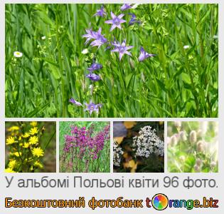 Фотобанк tOrange пропонує безкоштовні фото з розділу:  польові-квіти