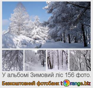 Фотобанк tOrange пропонує безкоштовні фото з розділу:  зимовий-ліс