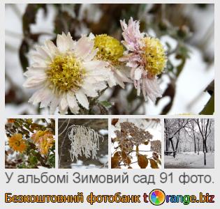 Фотобанк tOrange пропонує безкоштовні фото з розділу:  зимовий-сад