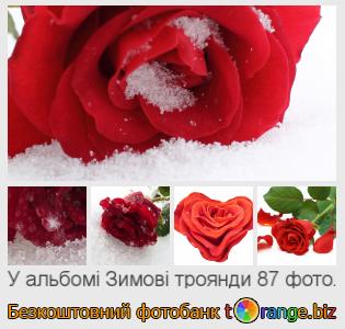 Фотобанк tOrange пропонує безкоштовні фото з розділу:  зимові-троянди