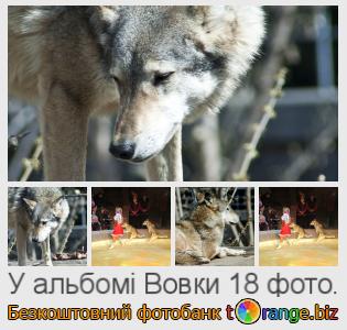 Фотобанк tOrange пропонує безкоштовні фото з розділу:  вовки