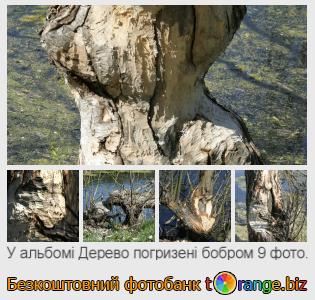 Фотобанк tOrange пропонує безкоштовні фото з розділу:  дерево-погризені-бобром