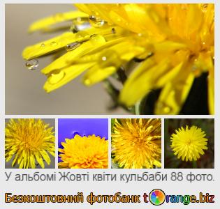 Фотобанк tOrange пропонує безкоштовні фото з розділу:  жовті-квіти-кульбаби