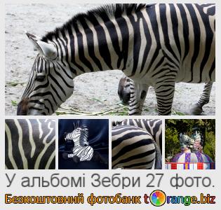 Фотобанк tOrange пропонує безкоштовні фото з розділу:  зебри