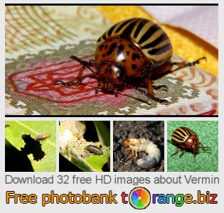 images free photo bank tOrange offers free photos from the section:  vermin