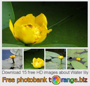 images free photo bank tOrange offers free photos from the section:  water-lily
