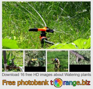 images free photo bank tOrange offers free photos from the section:  watering-plants