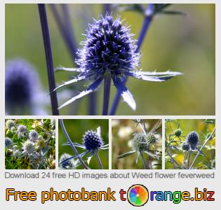 images free photo bank tOrange offers free photos from the section:  weed-flower-feverweed