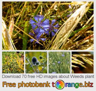 images free photo bank tOrange offers free photos from the section:  weeds-plant