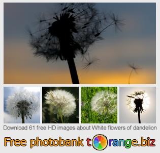 images free photo bank tOrange offers free photos from the section:  white-flowers-dandelion