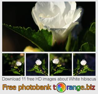 images free photo bank tOrange offers free photos from the section:  white-hibiscus