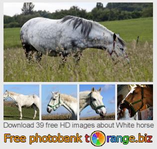 images free photo bank tOrange offers free photos from the section:  white-horse