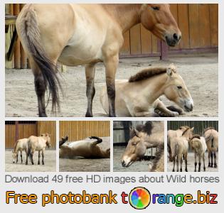 images free photo bank tOrange offers free photos from the section:  wild-horses