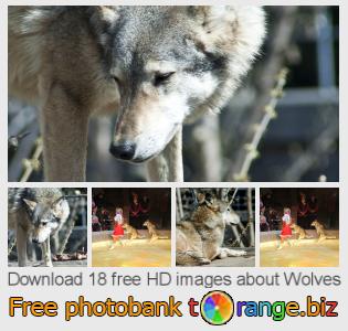 images free photo bank tOrange offers free photos from the section:  wolves