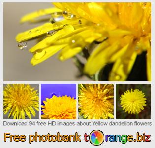 images free photo bank tOrange offers free photos from the section:  yellow-dandelion-flowers