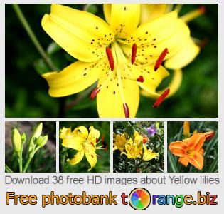 images free photo bank tOrange offers free photos from the section:  yellow-lilies