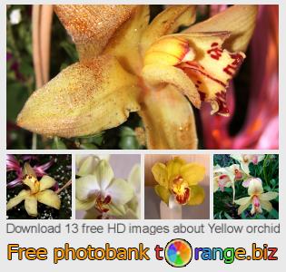 images free photo bank tOrange offers free photos from the section:  yellow-orchid