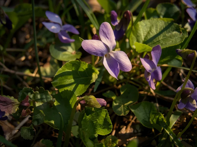 Відреставрована люксова версія The first spring flowers Soft purple flower emerging from green leaves №547