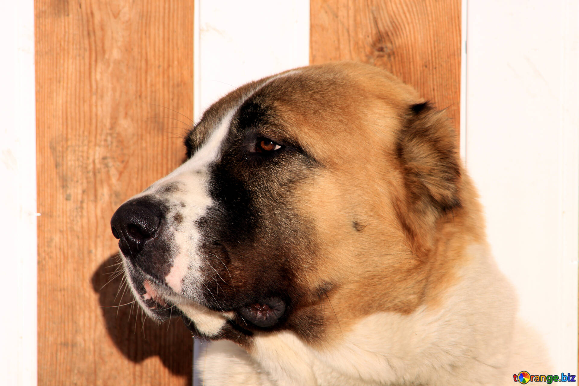 Alabai dogs image muzzle alabai. profile images dog № 703 | torange.biz ~  free pics on cc-by license