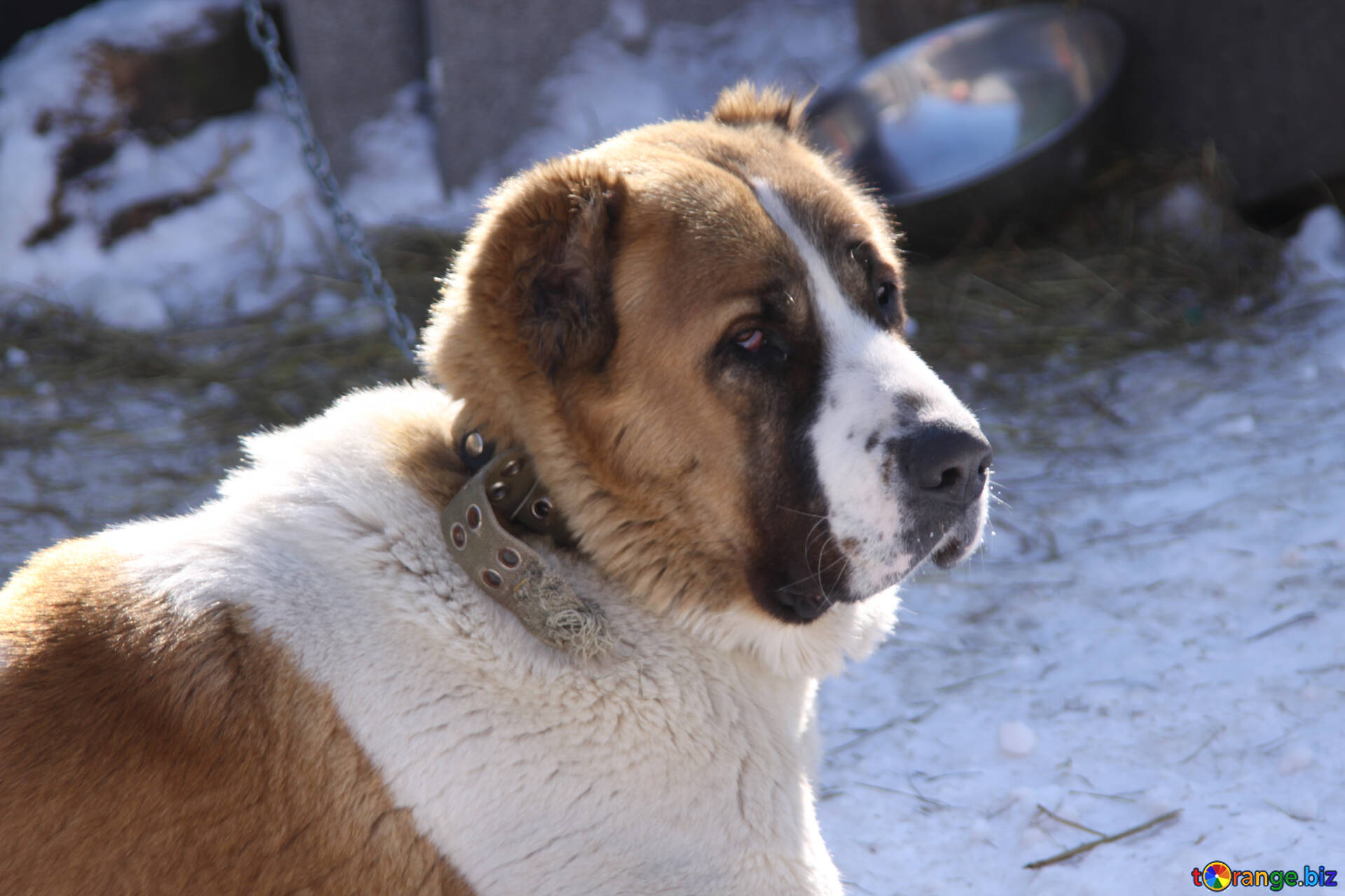 セントラル アジア シェパード ドッグ 無料の写真 悲しい 犬 鎖 無料の写真 犬 719 Torange Biz