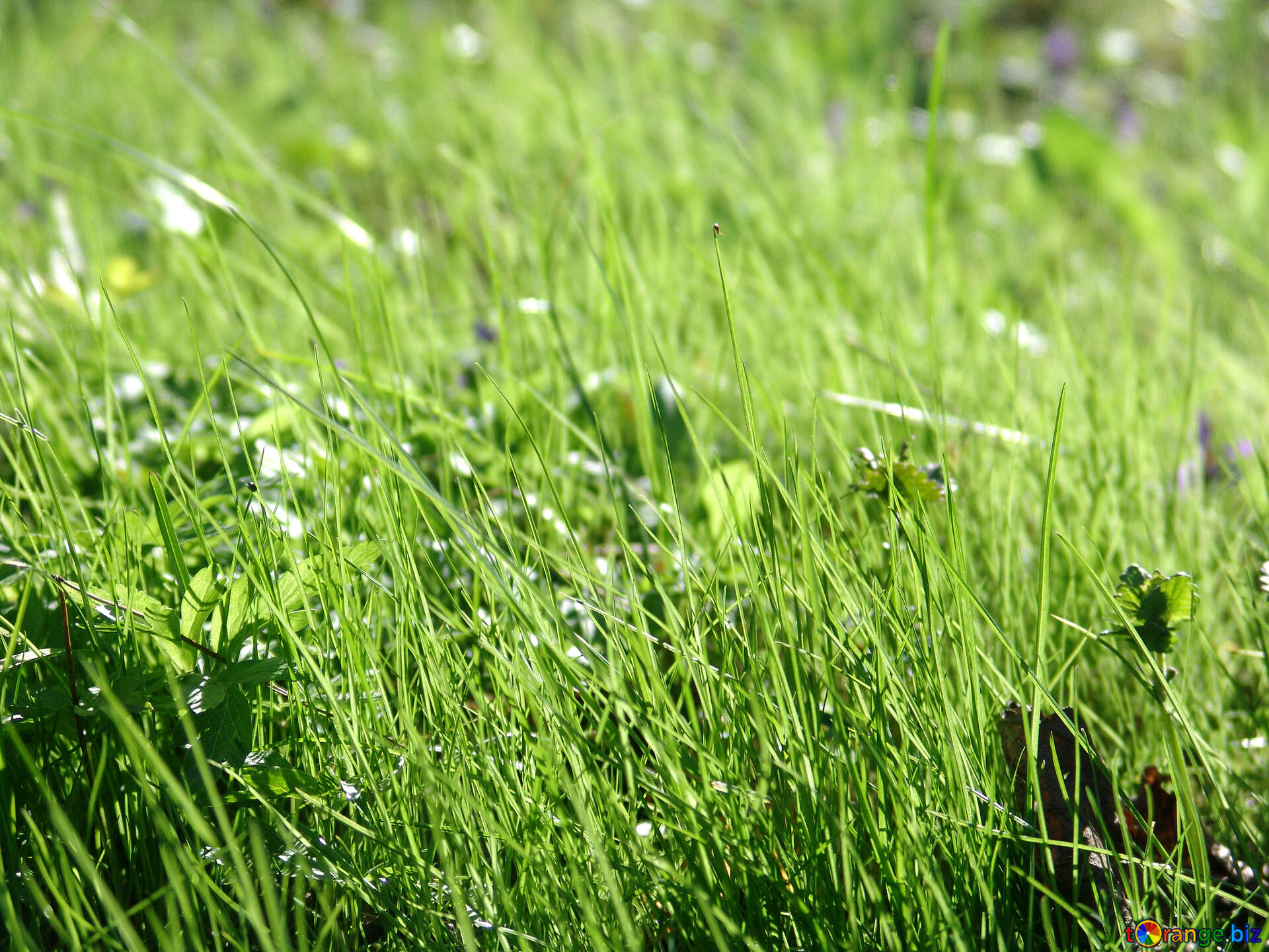 芝 無料の写真 草 ある 緑 背景 無料の写真 草 552 Torange Biz