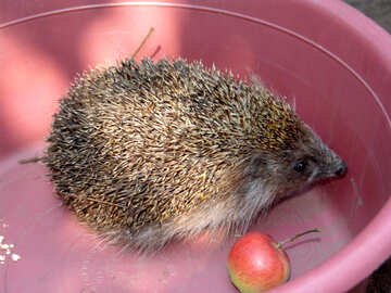 Hedgehog №592