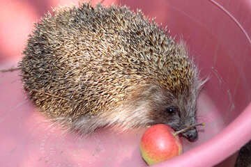 Pink hedgehog in basin №593