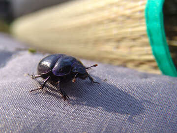  estiércol de escarabajo escarabajo Chafer negro  №675